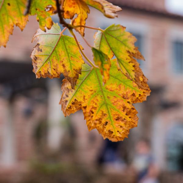 autumn leaf changing colors