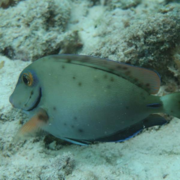 An ocean surgeonfish with black spot syndrome