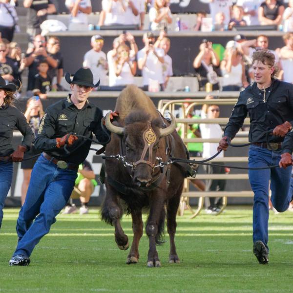 Ralphie handlers run alongside the Buff mascot at Folsom Field