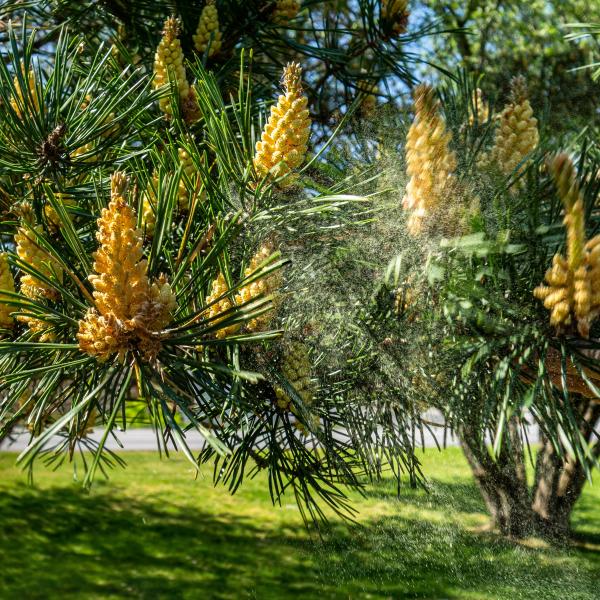 Pine releasing pollen