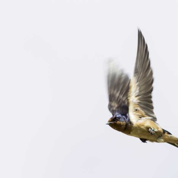 A flying barn swallow
