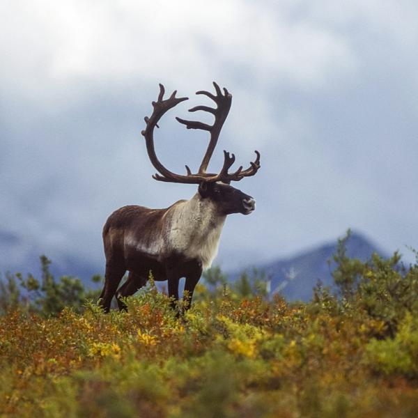Reindeer