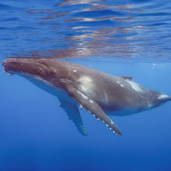 a humpback whale under the water