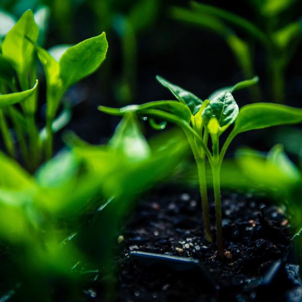 plant sprouts in the soil