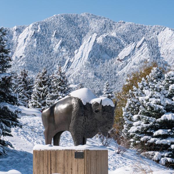 Snow-covered Ralphie statue on campus