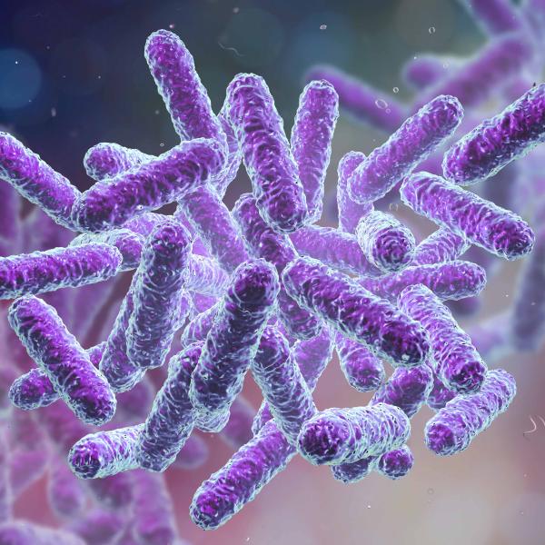 purple bacteria