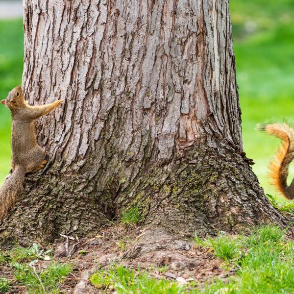 Two squirrels at the base of a large tree trunk surrounded by bright green grass.