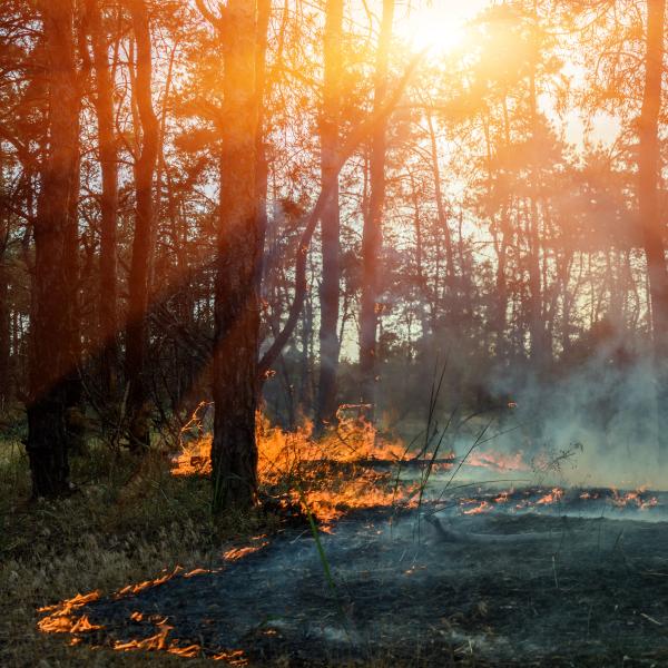 fire burning forest floor