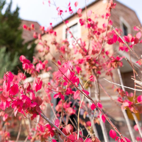 Red blossoming branches with a campus building and evergreen tree in the background.