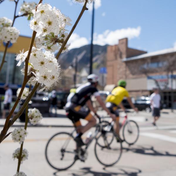 White flower blossoms appear on a tree branch with bicyclists and pedestrians moving through an intersection in the background. March 23, 2017. (Photo by Glenn Asakawa/University of Colorado)