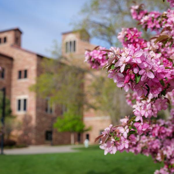 spring blooms on campus