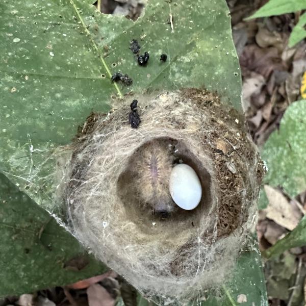 A hummingbird nest on a leaf