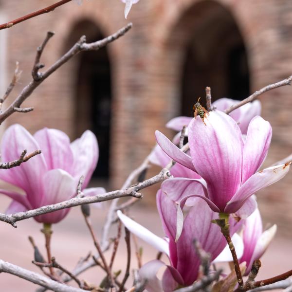 flowers outside a campus building