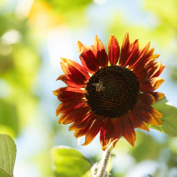 red sunflower