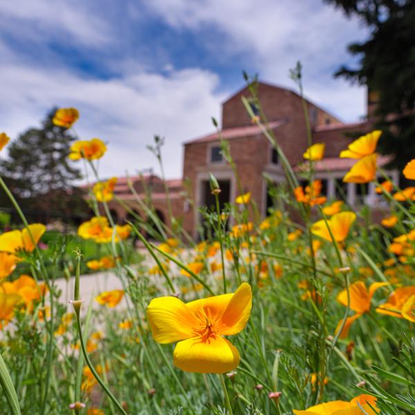 Delicate yellow-orange flowers appear in a garden in front of the UMC building.