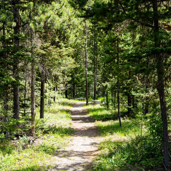 Trail in a forest
