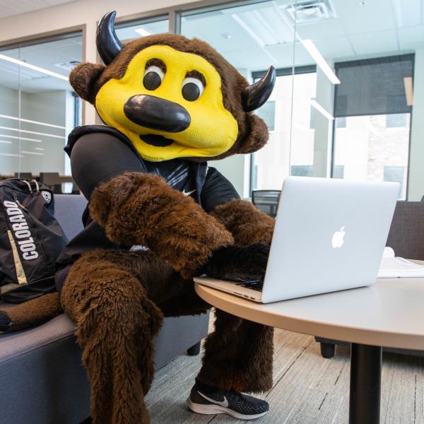 Chip the buffalo mascot working on a laptop