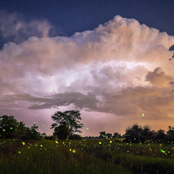 fireflies in Boulder, Colorado