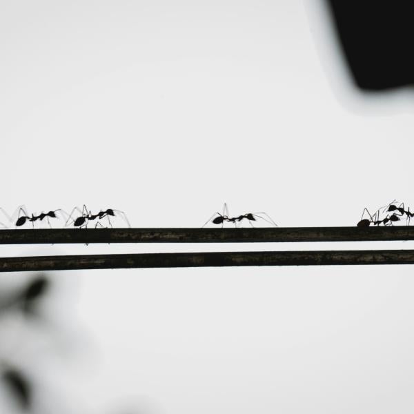 Ants walking in a line