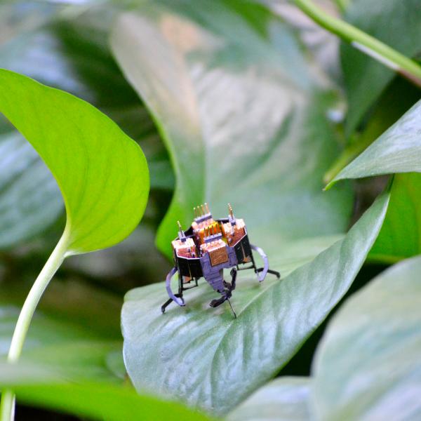 tiny robot on a leaf