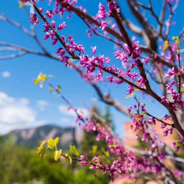 spring blooms on campus