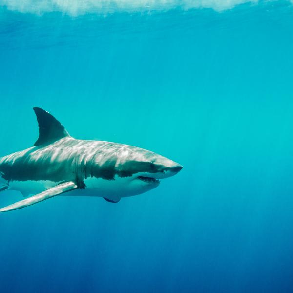Great white shark swims through blue water