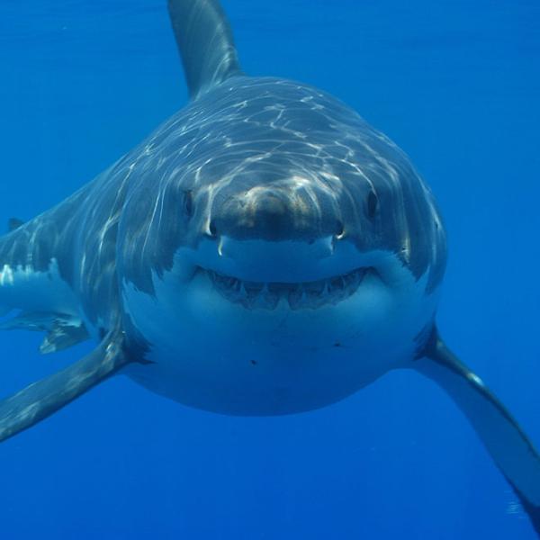 great white shark in South Africa