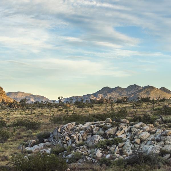 sunset at Joshua Tree National Park