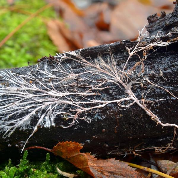 mycelium