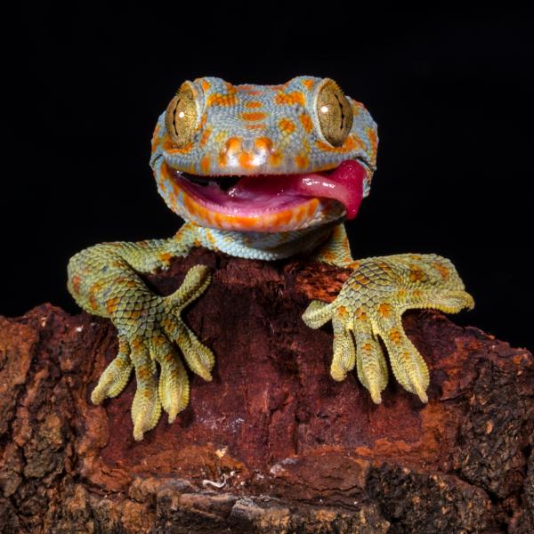 A scary looking gecko
