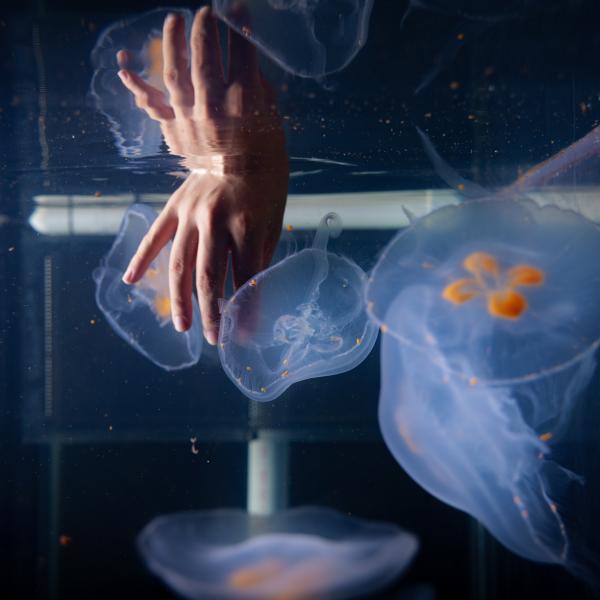Woman dips hand into aquarium and touches jellyfish
