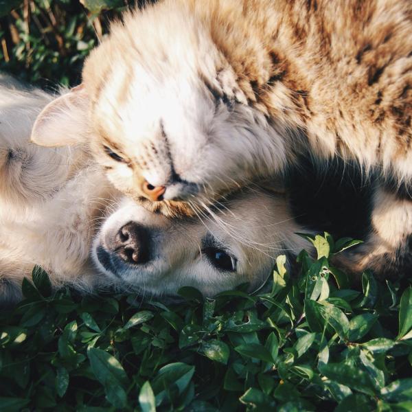 dog and cat lying in grass together
