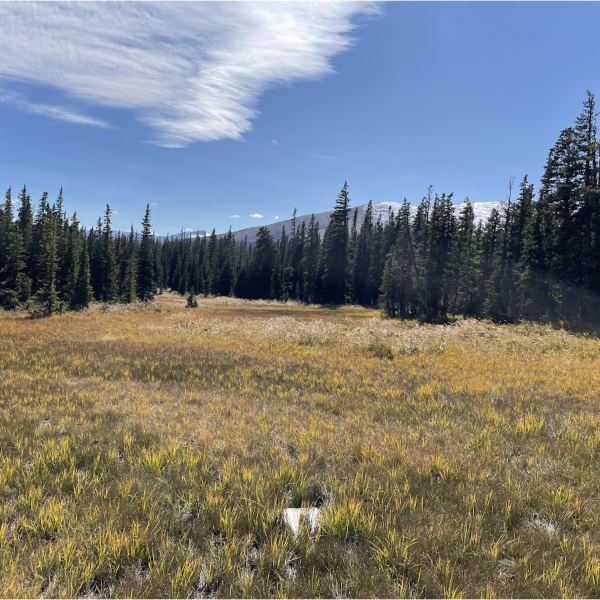 Rocky Mountain wetland