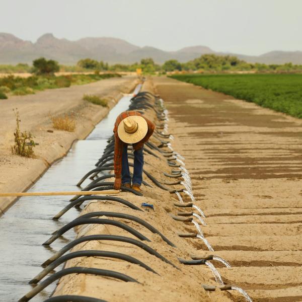 A worker moves irrigation tubes on a farm in Pinal County, Arizona