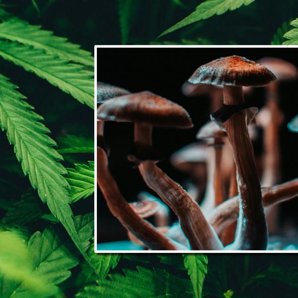 cannabis leaves and psilocybin mushrooms