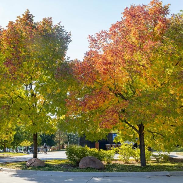 fall colors on campus