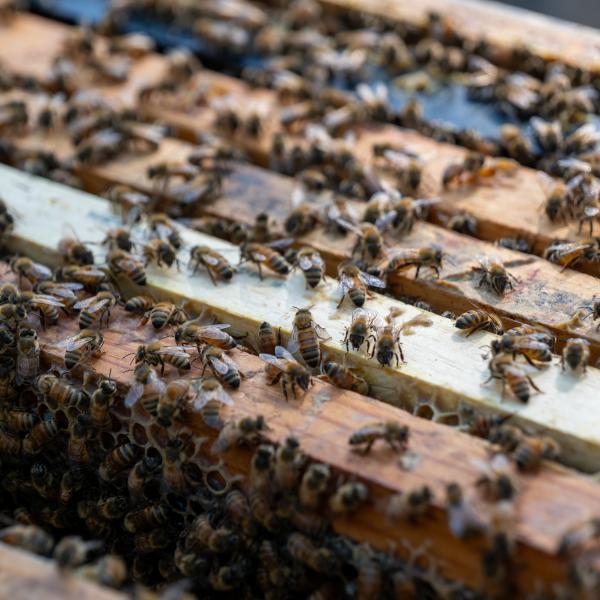 Honeybees inside box hive with frames and honeycomb