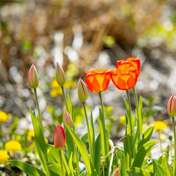 flowers blooming on campus