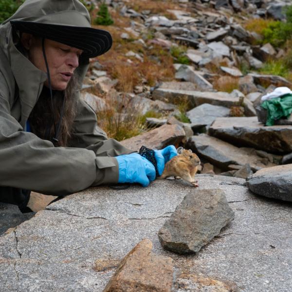 researcher handling a pika