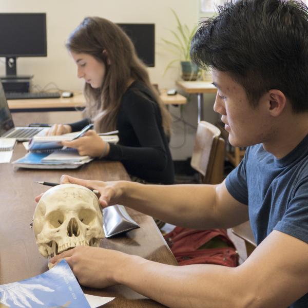 student handling a model of a human skull