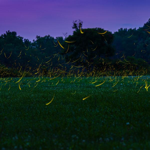 fireflies lighting up a night sky
