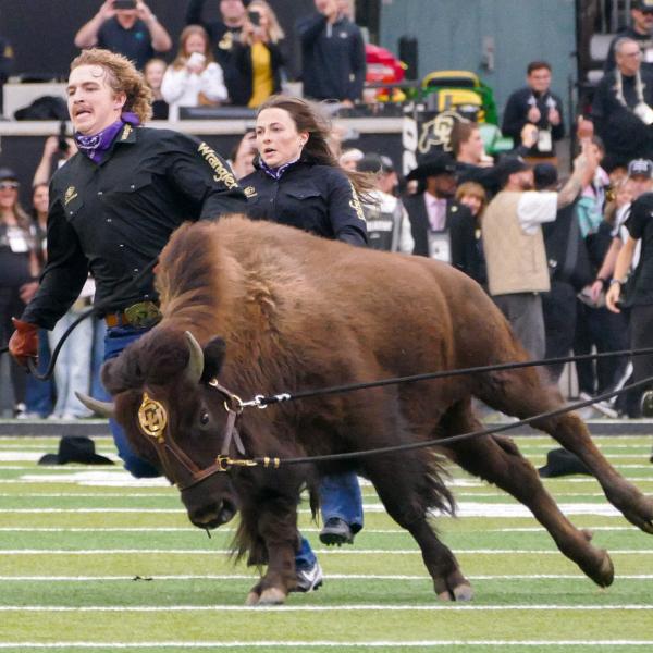 Ralphie VII, known as “Brandy,” runs out to start the game with three handlers beside her. (Glenn J. Asakawa/University of Colorado)