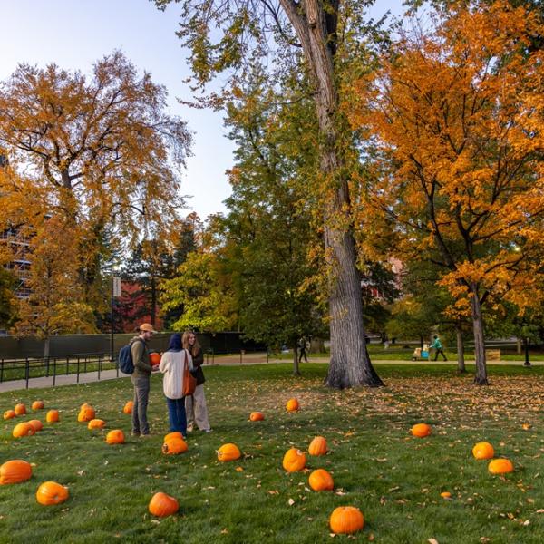 pumpkins on a lawn on campus