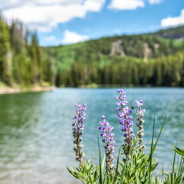 wildflowers on the banks of an alpine lake