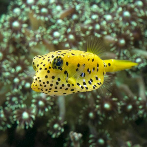 A yellow boxfish next to corals