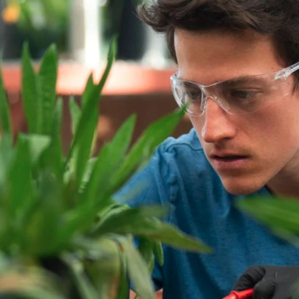 person working with plants in a greenhouse