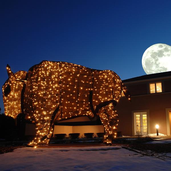 buffalo with Christmas lights outside the chancellor's residence