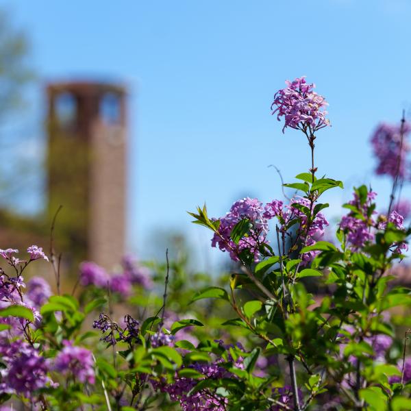 spring blooms with a campus building in the background