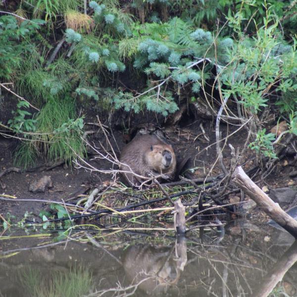 beaver building a dam