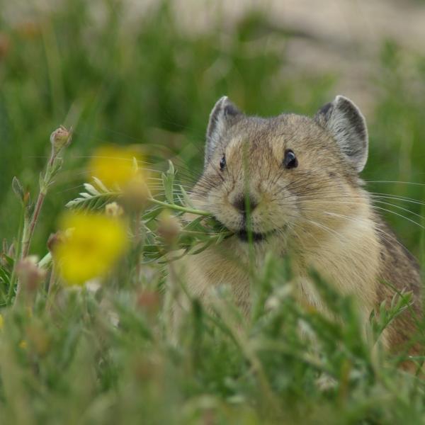 Small mammal in grass holds flowers in its mouth